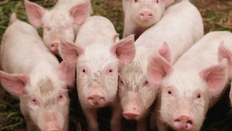 Pigs playing and exploring in a farmyard during a sunny afternoon Stock Footage 312864350