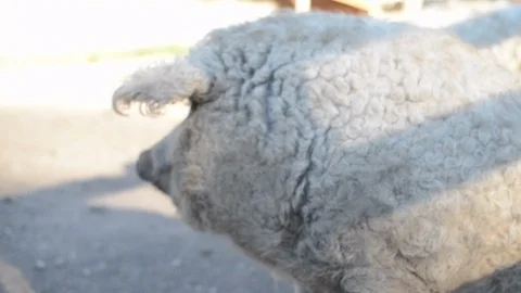 Pigs Playing in Barnyard Stock Footage 86327783