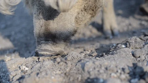 Pigs Playing in Barnyard II Stock Footage 86327776