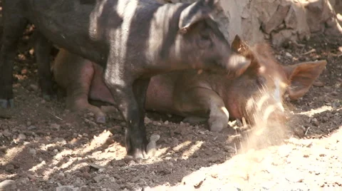Pigs playing with each other Stock Footage 6971722
