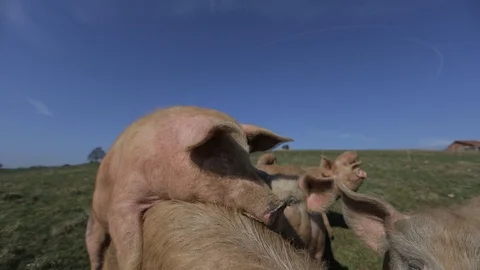 Pigs playing in a field Video stock 86075464