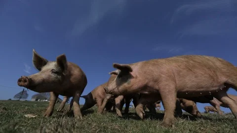 Pigs playing in a field Video stock 86082633