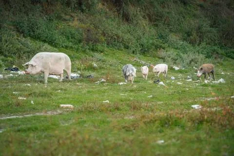Pigs playing in the field Stock Photos