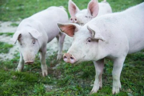 Pigs playing in the field Stock Photos