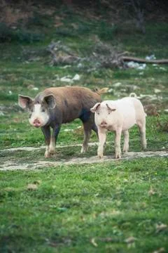 Pigs playing in the field Stock Photos