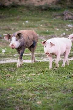 Pigs playing in the field Stock Photos