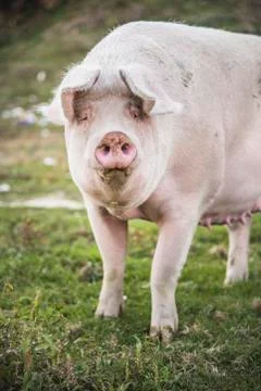 Pigs playing in the field Stock Photos