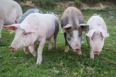 Pigs playing in the field Stock Photos