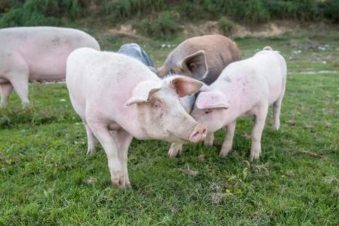 Pigs playing in the field Stock Photos