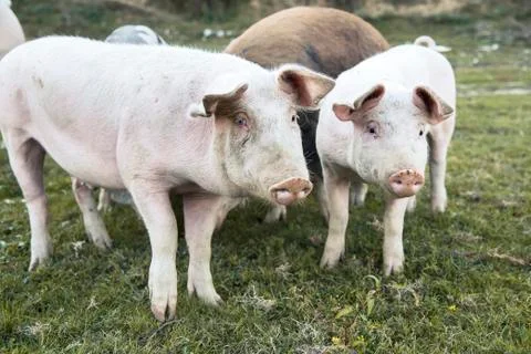 Pigs playing in the field Stock Photos