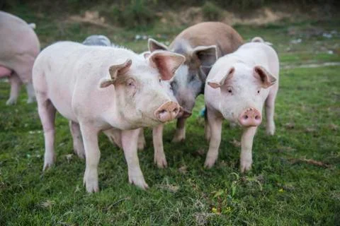 Pigs playing in the field Stock Photos