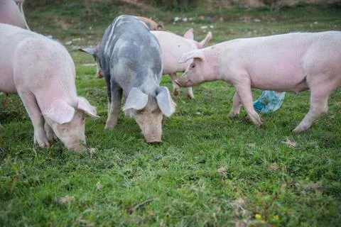 Pigs playing in the field Stock Photos
