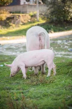 Pigs playing in the field Stock Photos