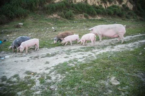 Pigs playing in the field Stock Photos