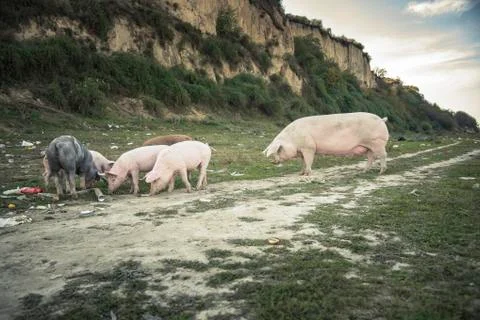 Pigs playing in the field Stock Photos