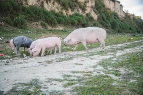 Pigs playing in the field Stock Photos