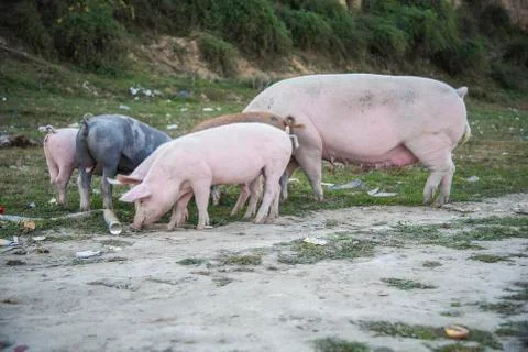Pigs playing in the field Stock Photos