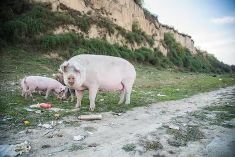 Pigs playing in the field Stock Photos