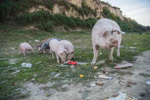 Pigs playing in the field Stock Photos