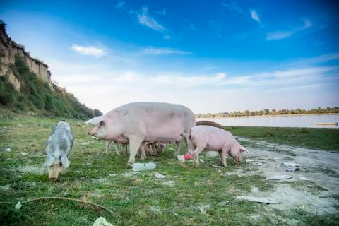 Pigs playing in the field Stock Photos