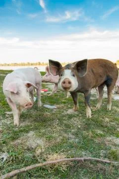Pigs playing in the field Stock Photos