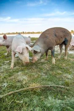 Pigs playing in the field Stock Photos