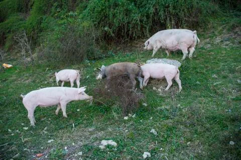 Pigs playing in the field Stock Photos