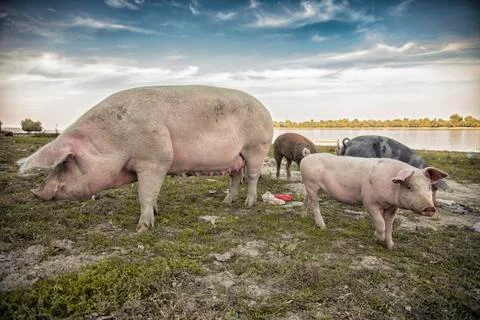 Pigs playing in the field Stock Photos