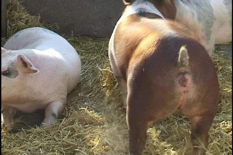 Pigs Playing 库存影片 298155