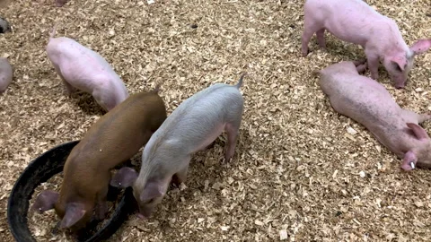 Pigs playing Stock Footage 210540143