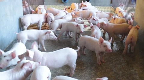 Pigs pork 스톡 동영상 51242758