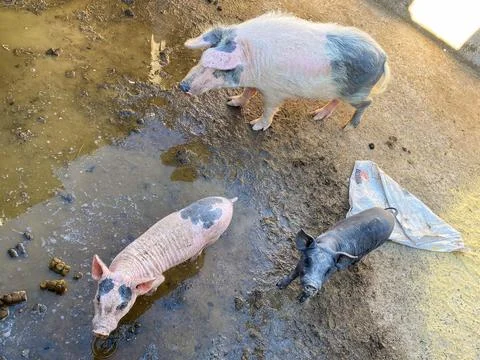 Pigs in a puddle Stock Photos