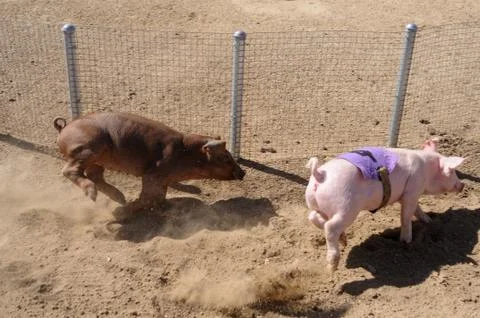 Pigs racing on track Stock Photos