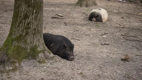 Pigs rest under trees in zoo. Animal care concept. Stock Footage 275577109