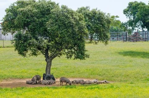 Pigs resting in the shade of a tree Fotos Stock