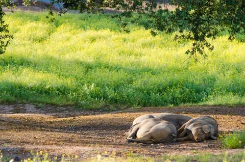 Pigs resting in the shade of a tree Photos