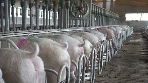 Pigs in restricted stalls at breeding facility Stock Footage 305497502