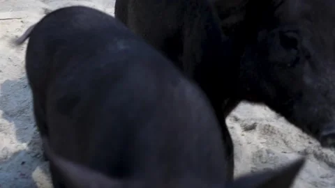 Pigs Roaming on a Crowded Beach Stock Footage 266167160