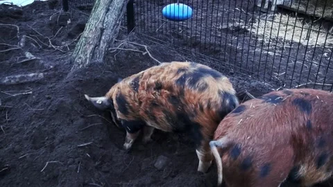 Pigs root in the soil Stock Footage 145766626