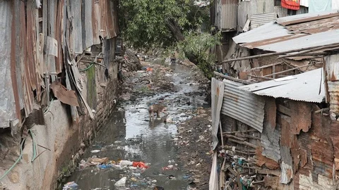 Pigs rummage through filth in water running past the Kibera slum in Kenya. Видео 111226535