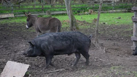 Pigs running around in the paddock way of life on the farm. Stock Footage 162155516