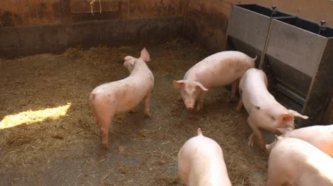 Pigs running in the barn Stock Footage 34442799