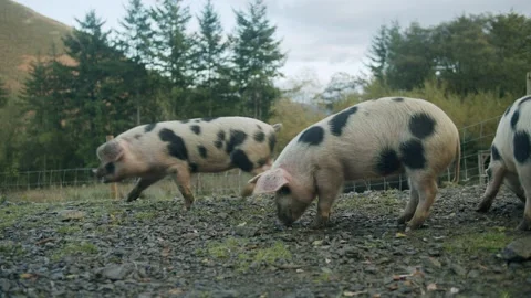 Pigs running for food Stock Footage 203906229