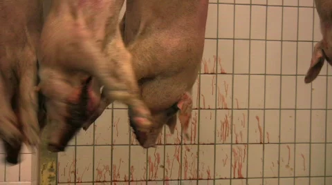 Pigs sending in to a sculd-tunnel in a slaughterhouse Stock Footage