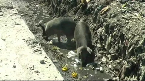 Pigs in Sewer (HD) C Vidéo 8682138