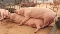 Pigs sex 2 HD Footage