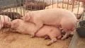 Pigs sex 4 HD Footage