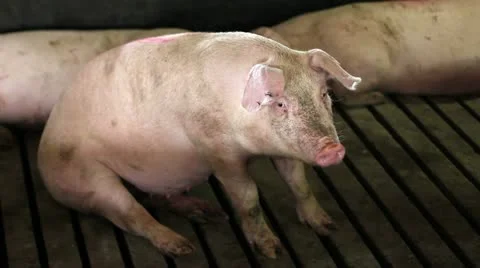 Pigs sitting and walking Stock Footage 24672538