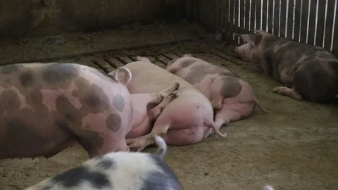 Pigs sleeping in swinery Vídeo Stock 82255265