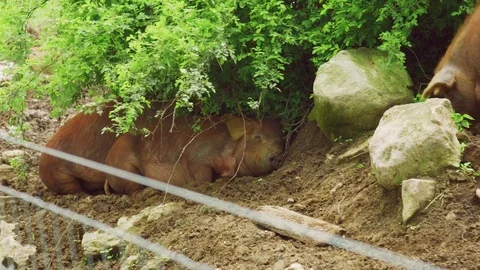 Pigs sleeping under bush Stock Footage 75462745